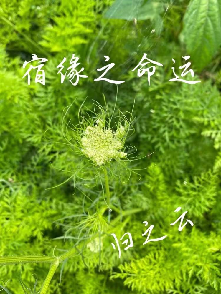 宿缘1991